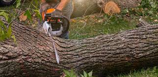 How Our Tree Care Process Works  in  Palmetto Estates, FL